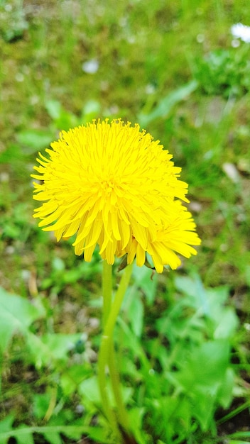 Close-up of yellow flower blooming in field