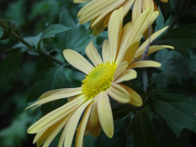 Close-up of yellow flower blooming outdoors