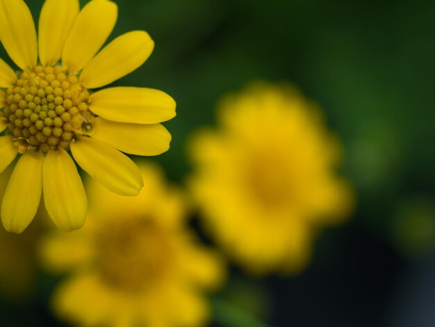 Close-up of yellow flower blooming outdoors