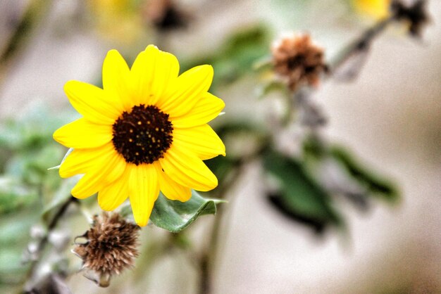 Close-up of yellow flower blooming outdoors