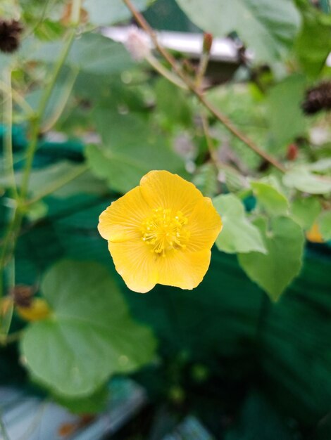 Close-up of yellow flower blooming outdoors