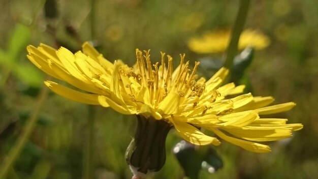 Foto close-up di un fiore giallo che fiorisce all'aperto