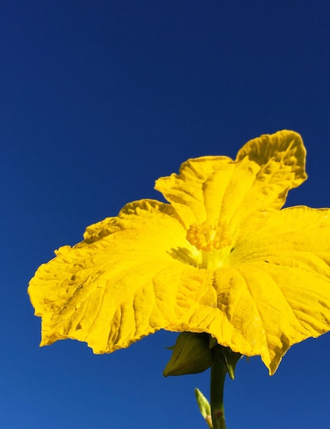Близкий снимок желтого цветка, цветущего на открытом воздухе