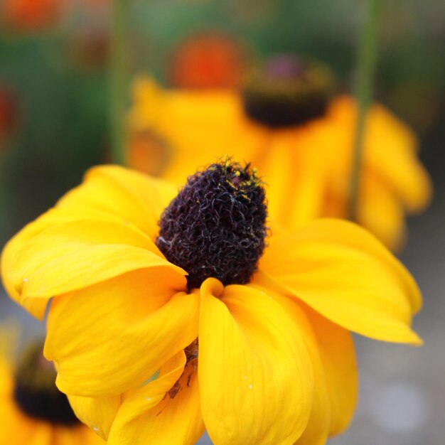 Close-up of yellow flower blooming outdoors