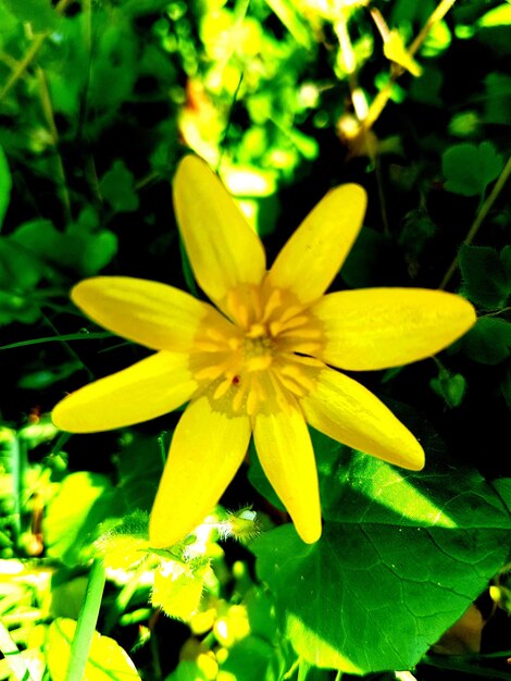 Close-up of yellow flower blooming outdoors