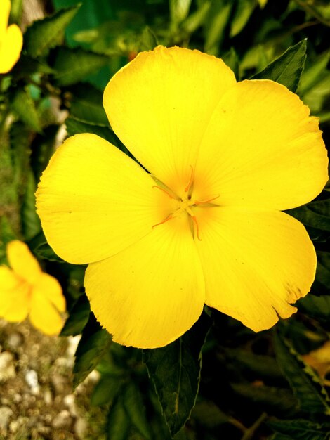 Close-up of yellow flower blooming outdoors