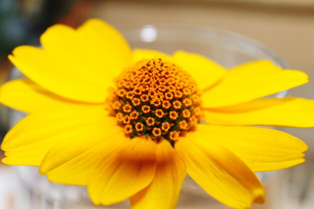 Close-up of yellow flower blooming outdoors