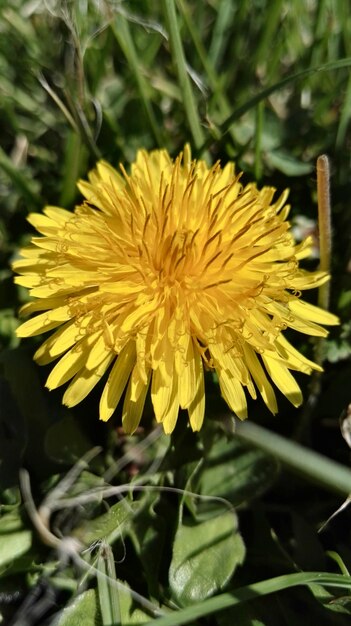 Close-up of yellow flower blooming outdoors