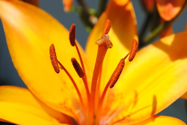 Close-up of yellow flower blooming outdoors