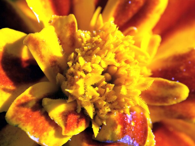 Close-up of yellow flower blooming outdoors