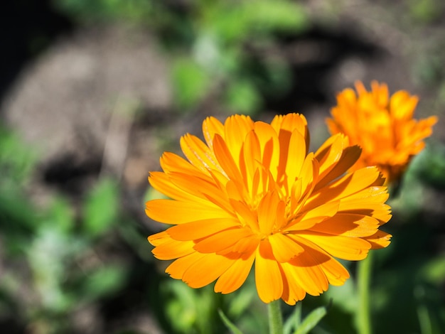 Foto close-up di un fiore giallo che fiorisce all'aperto