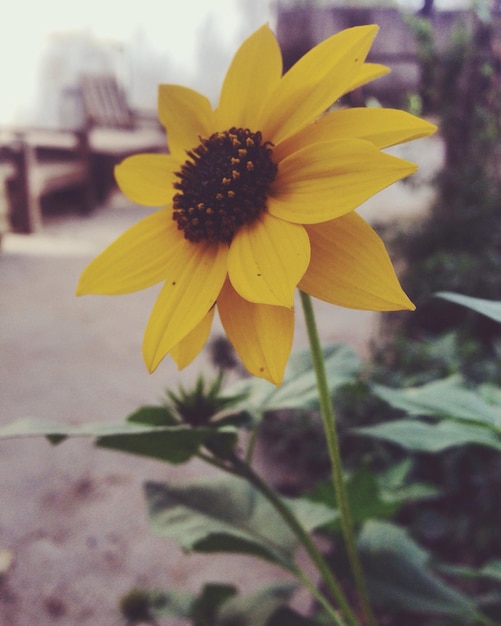 Foto close-up di un fiore giallo che fiorisce all'aperto