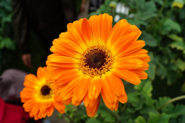 Photo close-up of yellow flower blooming outdoors