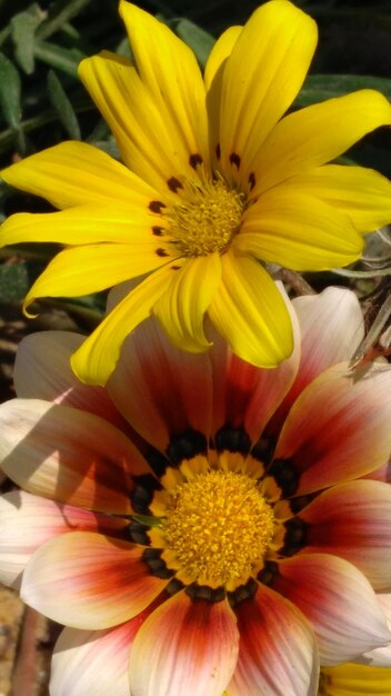 Close-up of yellow flower blooming outdoors