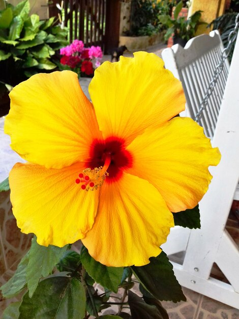 Close-up of yellow flower blooming outdoors