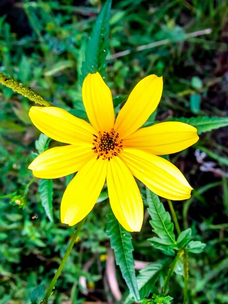 Close-up of yellow flower blooming outdoors