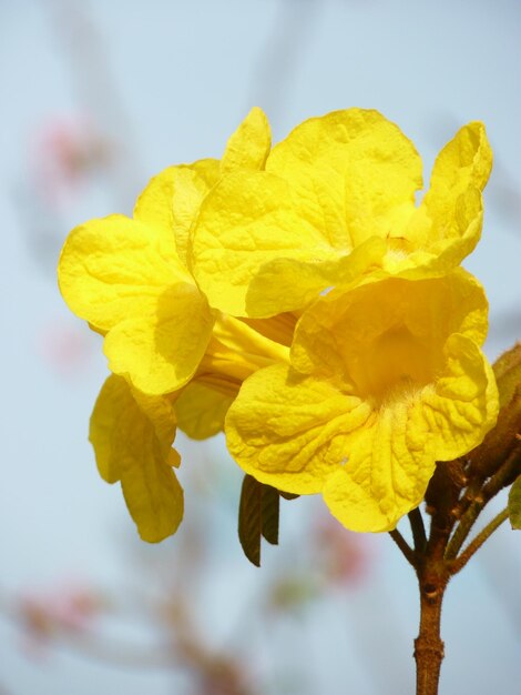 Close-up of yellow flower blooming outdoors