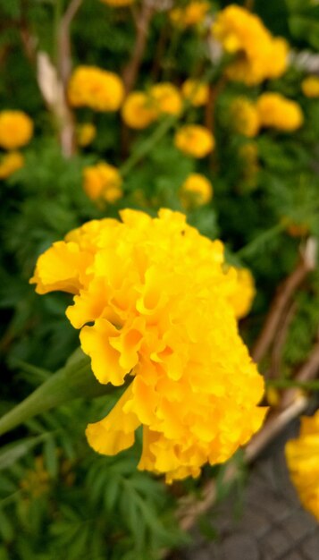 Close-up of yellow flower blooming outdoors