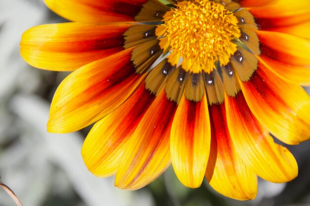 Close-up of yellow flower blooming outdoors