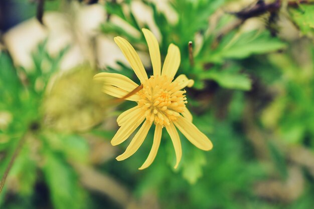 Close-up of yellow flower blooming outdoors