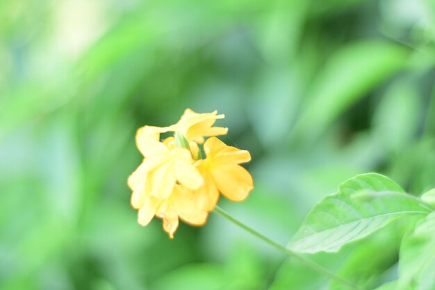 Close-up of yellow flower blooming outdoors