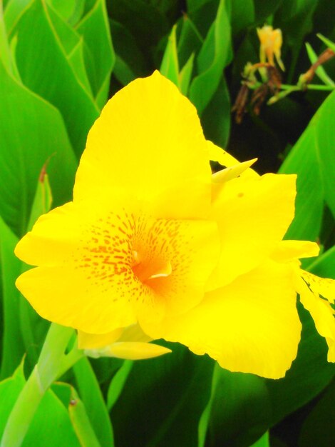 Close-up of yellow flower blooming outdoors