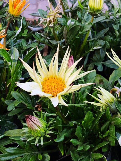 Close-up of yellow flower blooming outdoors