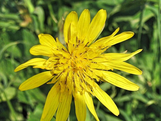 Close-up of yellow flower blooming outdoors