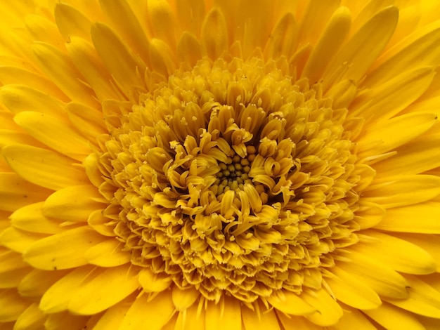 Close-up of yellow flower blooming outdoors