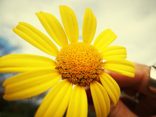 Close-up of yellow flower blooming outdoors