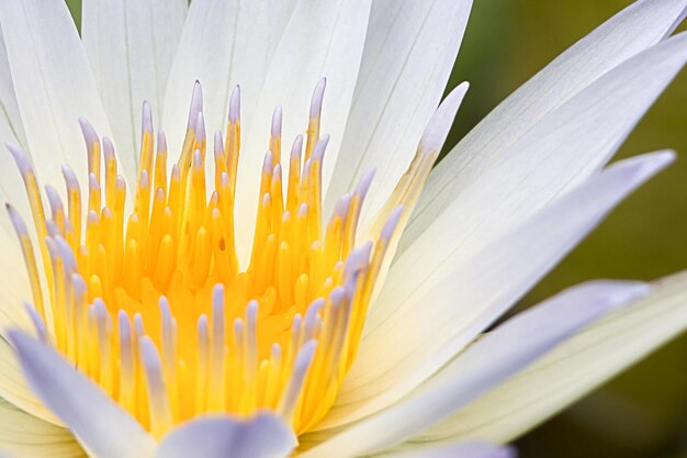 Close-up of yellow flower blooming outdoors