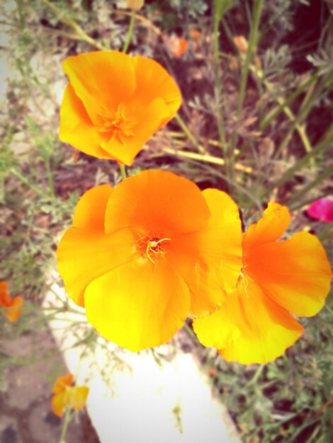 Close-up of yellow flower blooming outdoors