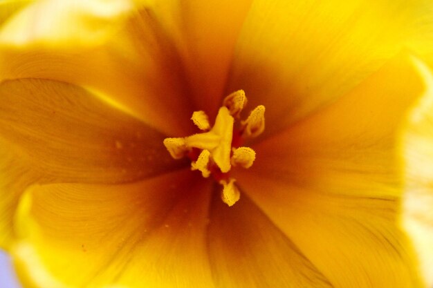 Close-up of yellow flower blooming outdoors