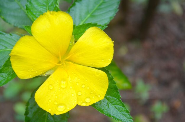 Close-up of yellow flower blooming outdoors