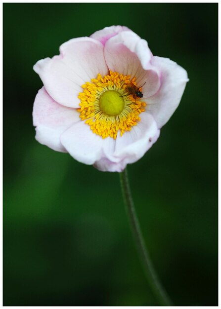 Foto close-up di un fiore giallo che fiorisce all'aperto