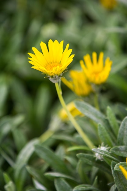 Photo close-up of yellow flower blooming outdoors