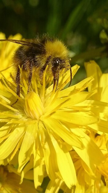 Close-up of yellow flower blooming outdoors