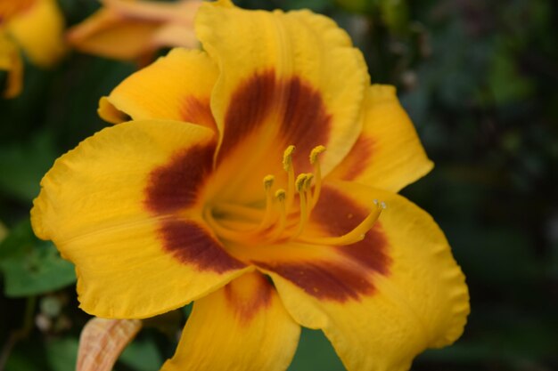 Close-up of yellow flower blooming outdoors