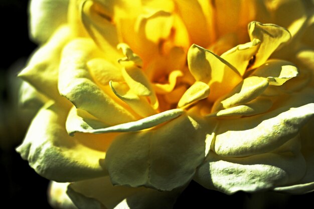 Close-up of yellow flower blooming outdoors