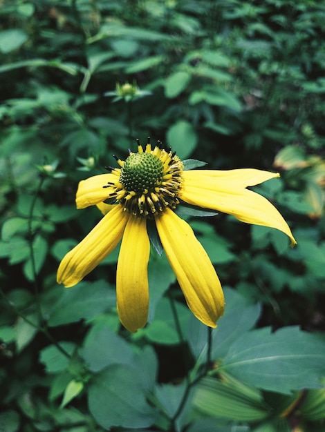 Close-up of yellow flower blooming outdoors