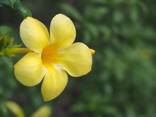 Close-up of yellow flower blooming outdoors