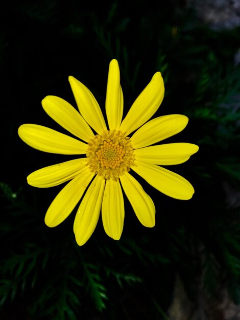 Foto close-up di un fiore giallo che fiorisce all'aperto