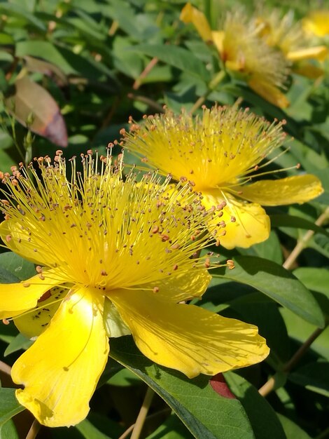 Close-up of yellow flower blooming outdoors