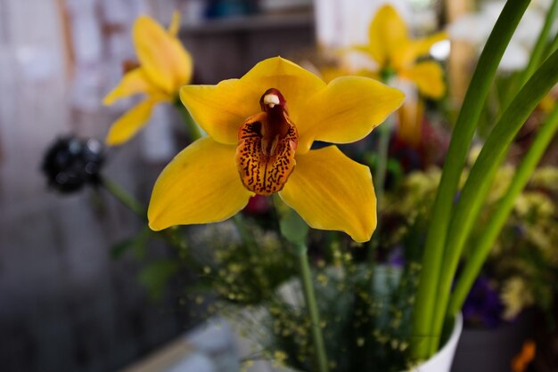 Close-up of yellow flower blooming outdoors