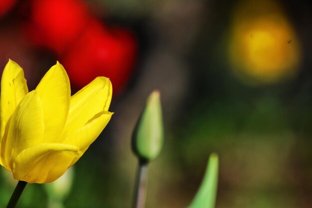 Close-up of yellow flower blooming outdoors