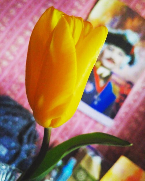 Close-up of yellow flower blooming outdoors