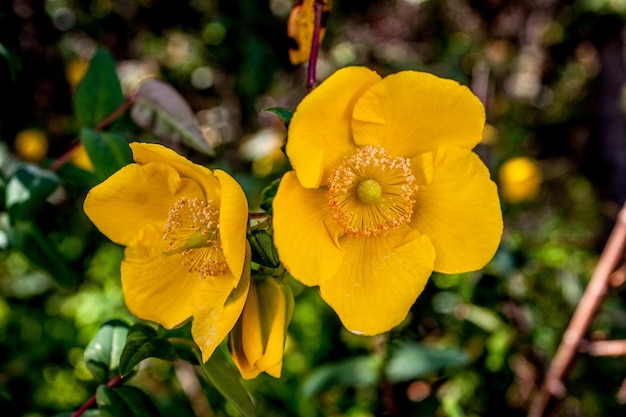 Photo close-up of yellow flower blooming outdoors