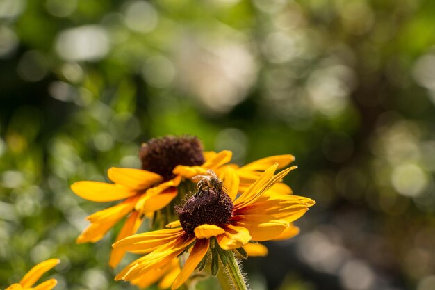 Close-up of yellow flower blooming outdoors