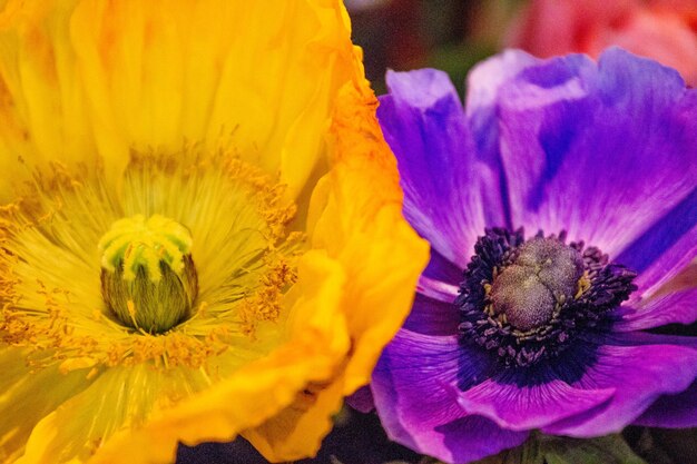 Close-up of yellow flower blooming outdoors