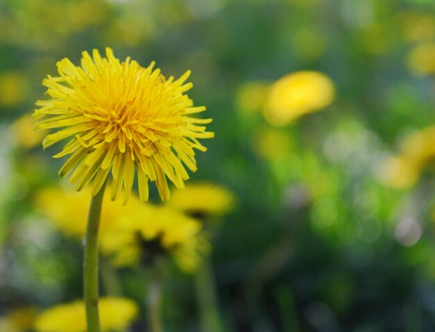 Close-up of yellow flower blooming outdoors